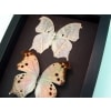 Salamis parhassus Pair Mother Of Pearl Butterflies Framed Taxidermy Moonlight Display