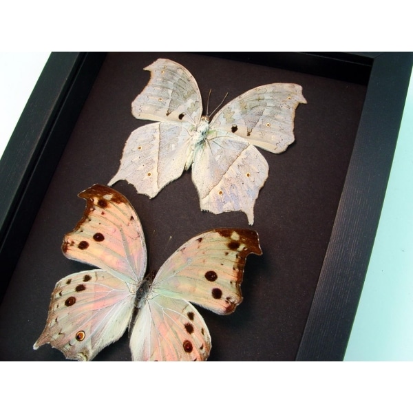Salamis parhassus Pair Mother Of Pearl Butterflies Framed Taxidermy Moonlight Display