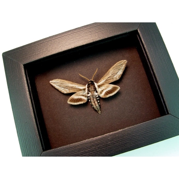 Apple Sphinx Moth Sphinx Gordius Moonlight Display ooak