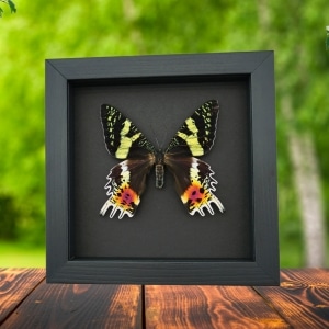 Real Framed Sunset Moth Urania Rhipheus Female Taxidermy Moonlight Display