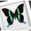 Papilio blumei Peacock Swallowtail Butterfly Vibrant White Display