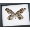 Idea lynceus Spotted Rice Paper Butterfly Framed Taxidermy Classic Black Display