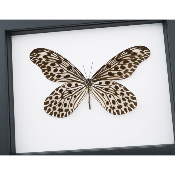 Idea lynceus Spotted Rice Paper Butterfly Framed Taxidermy Classic Black Display