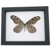 Idea lynceus Spotted Rice Paper Butterfly Framed Taxidermy Classic Black Display