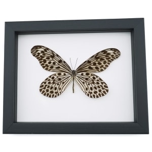 Idea lynceus Spotted Rice Paper Butterfly Framed Taxidermy Classic Black Display