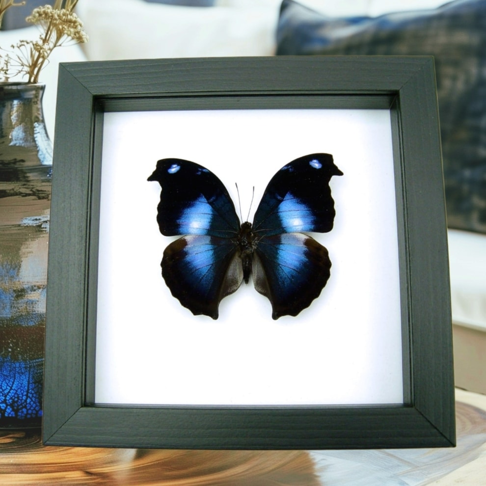 Napeocles jucunda Blue Hatchet wing Framed Butterfly Classic Black Display Napeocles jucunda Blue Hatchet wing Framed Butterfly Classic Black Display