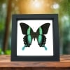 Papilio blumei Butterfly Peacock Swallowtail Framed Taxidermy Classic Black Display