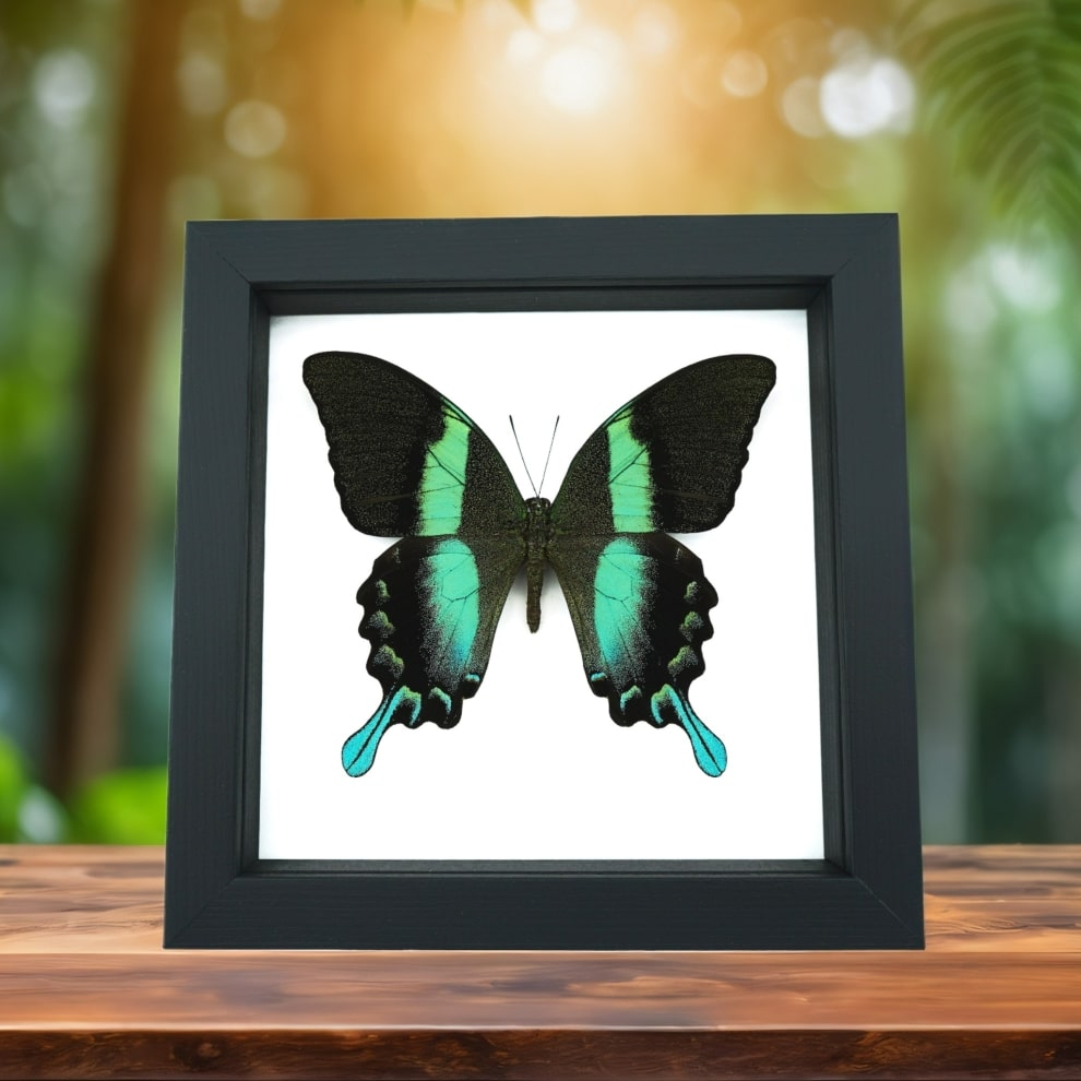 Papilio blumei Butterfly Peacock Swallowtail Framed Taxidermy Classic Black Display Papilio blumei Butterfly Peacock Swallowtail Framed Taxidermy Classic Black Display
