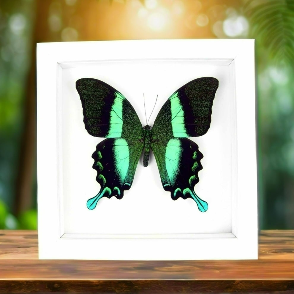Papilio blumei Peacock Swallowtail Butterfly Vibrant White Display Framed Taxidermy Papilio blumei Peacock Swallowtail Butterfly Vibrant White Display Framed Taxidermy