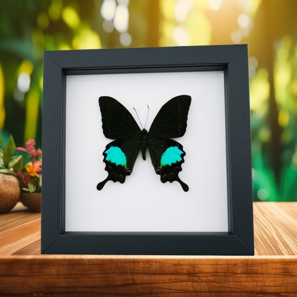 Papilio paris Peacock Swallowtail Green Butterfly Classic Black Display Framed Taxidermy