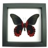 Papilio rumanzovia verso Scarlet Mormon Butterfly Classic Black Display Framed Taxidermy