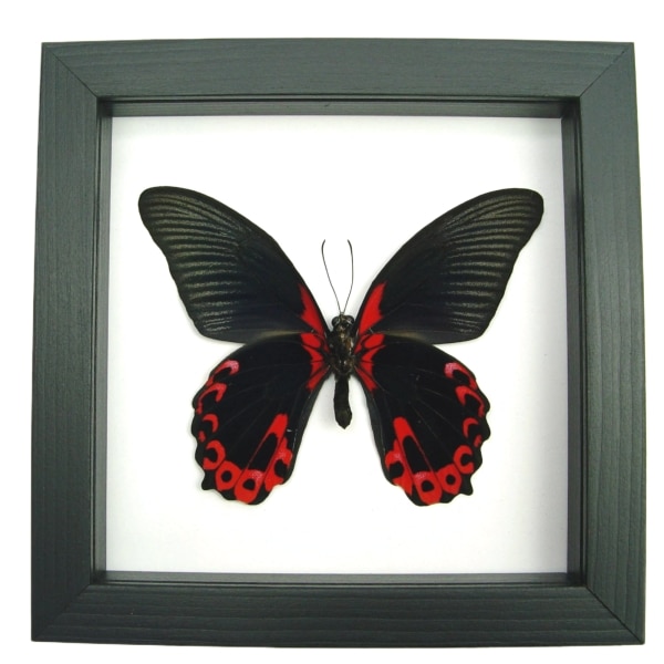 Papilio rumanzovia verso Scarlet Mormon Butterfly Classic Black Display Framed Taxidermy