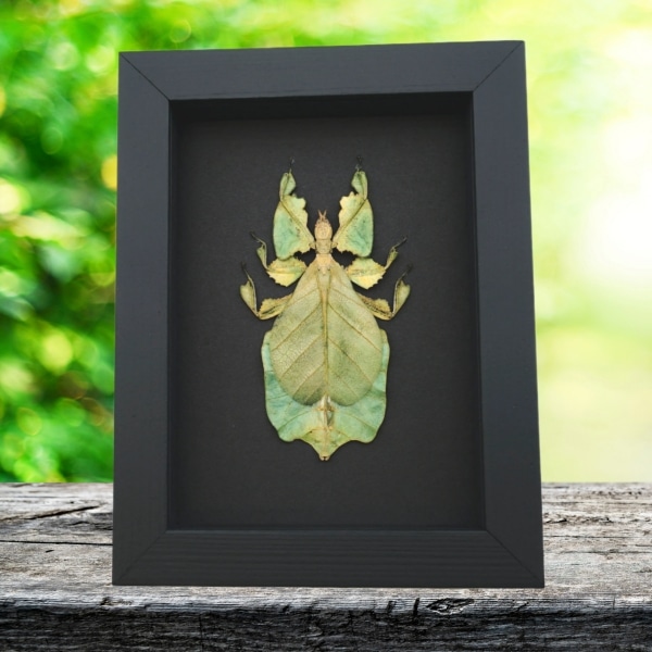 Yellow Green Leaf Insect Phyllium Pulchrifolium Female Framed Taxidermy Moonlight Display