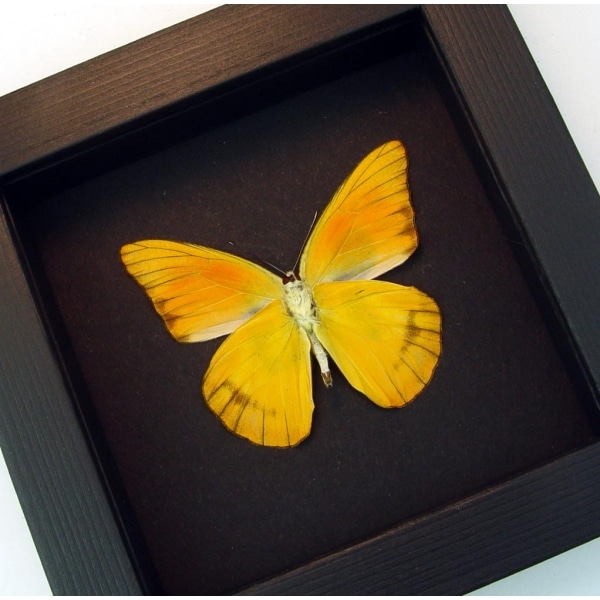 Appias nero verso Butterfly Orange Albatross Framed Insect Taxidermy Moonlight Display