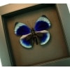 Charles Darwin Butterfly Callithea philotima Asterope leprieuri Framed Taxidermy Moonlight Display