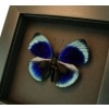Charles Darwin Butterfly Callithea philotima Asterope leprieuri Framed Taxidermy Moonlight Display