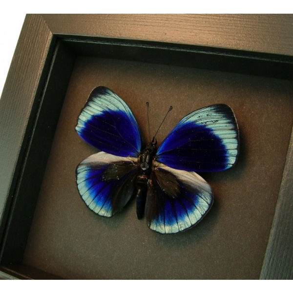 Charles Darwin Butterfly Callithea philotima Asterope leprieuri Framed Taxidermy Moonlight Display