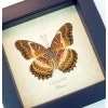 Cethosia biblis verso Red Lacewing Butterfly Framed Taxidermy Display