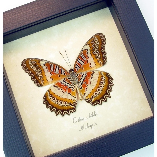 Cethosia biblis verso Red Lacewing Butterfly Framed Taxidermy Display