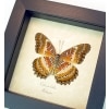 Cethosia biblis verso Red Lacewing Butterfly Framed Taxidermy Display