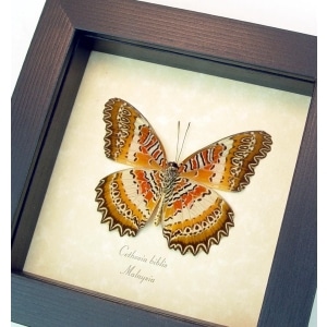Cethosia biblis verso Red Lacewing Butterfly Framed Taxidermy Display