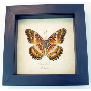 Cethosia biblis verso Red Lacewing Butterfly Framed Taxidermy Display