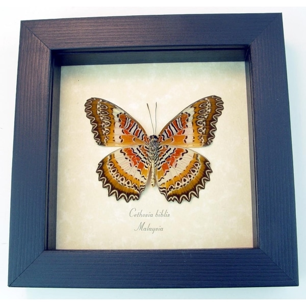 Cethosia biblis verso Red Lacewing Butterfly Framed Taxidermy Display