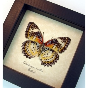 Cethosia Cyane euanthes Butterfly Leopard Lacewing Framed Taxidermy Display