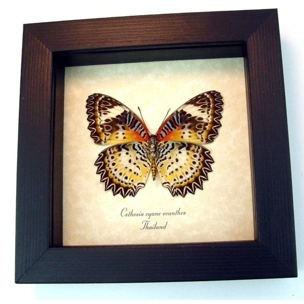 Cethosia Cyane euanthes Butterfly Leopard Lacewing Framed Taxidermy Display