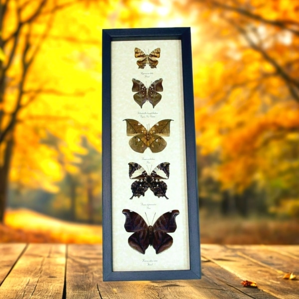 Dead Leaf Mimic Butterfly Collection Real Framed Butterflies Taxidermy Display