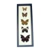 Dead Leaf Mimic Butterfly Collection Real Framed Butterflies Taxidermy Display