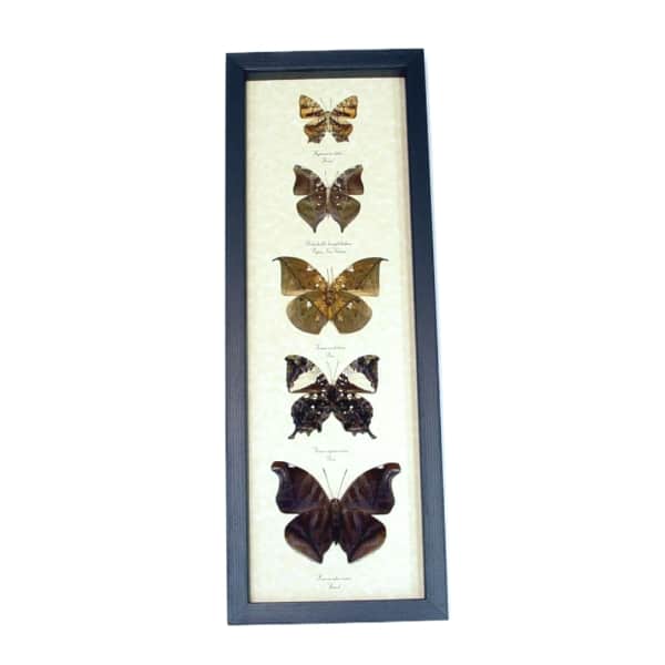 Dead Leaf Mimic Butterfly Collection Real Framed Butterflies Taxidermy Display