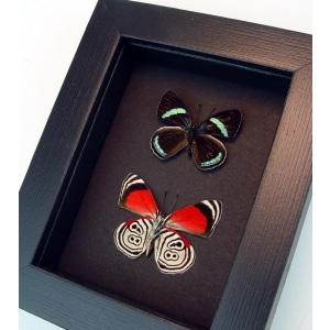 Framed 88 Butterflies Diaethria clymena Pair Moonlight Display