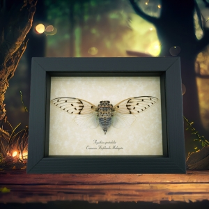 White Ghost Cicada Ayuthia spectabilis Framed Taxidermy Display