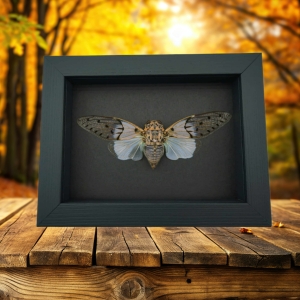 Milky White Ghost Cicada Ayuthia spectabilis Framed Taxidermy Moonlight Display