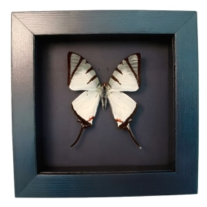 White Swallowtail Butterfly Graphium agetes Framed Moonlight Display