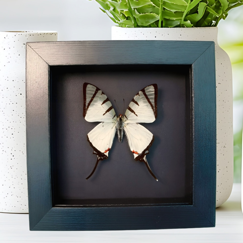 White Swallowtail Butterfly Graphium agetes Framed Moonlight Display