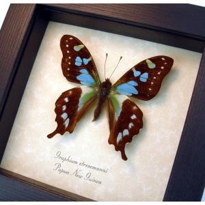 Graphium stresemanni Rare Swallowtail Butterfly Framed Taxidermy Display