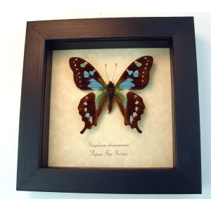 Graphium stresemanni Rare Swallowtail Butterfly Framed Taxidermy Display
