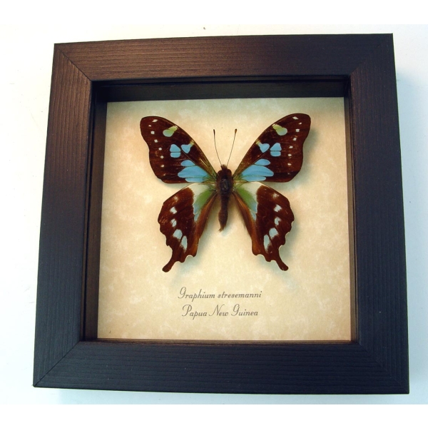 Graphium stresemanni Rare Swallowtail Butterfly Framed Taxidermy Display