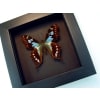 Graphium stresemanni Rare Swallowtail Framed Butterfly Taxidermy Moonlight Display