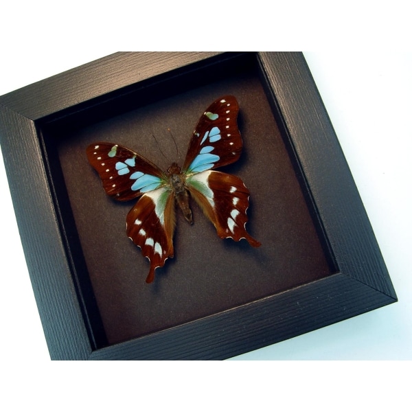 Graphium stresemanni Rare Swallowtail Framed Butterfly Taxidermy Moonlight Display