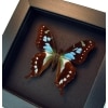 Graphium stresemanni Rare Swallowtail Framed Butterfly Taxidermy Moonlight Display