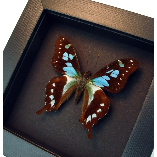 Graphium stresemanni Rare Swallowtail Framed Butterfly Taxidermy Moonlight Display