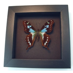 Graphium stresemanni Rare Swallowtail Framed Butterfly Taxidermy Moonlight Display