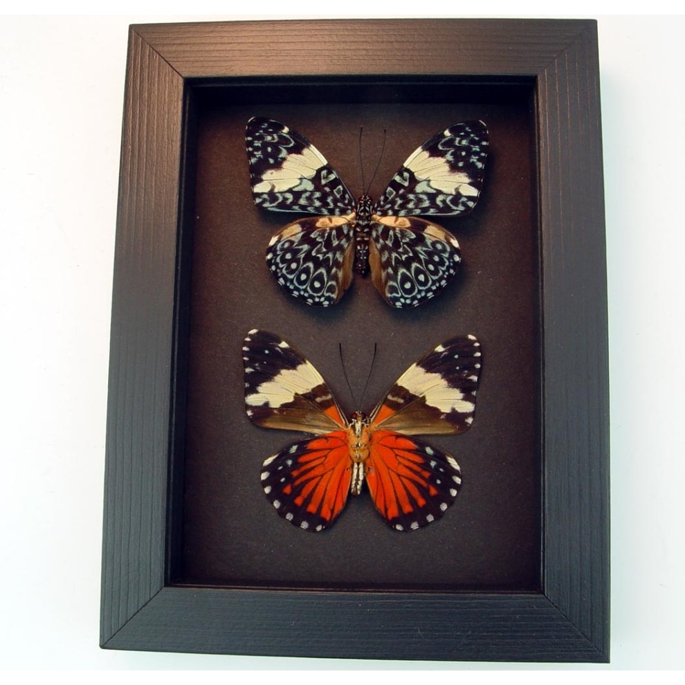 Hamadryas amphinome pair Red Cracker butterflies Moonlight Display Framed Taxidermy