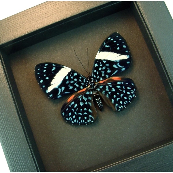 Hamadryas laodamia Female Starry Night Butterfly Moonlight Display Framed Taxidermy