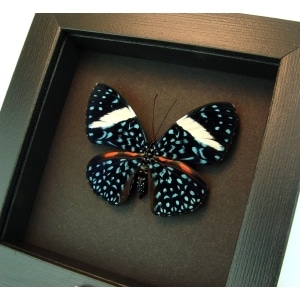 Hamadryas laodamia Female Starry Night Butterfly moonlight display