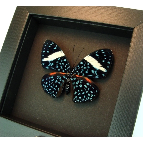 Hamadryas laodamia Female Starry Night Butterfly moonlight display