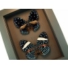 Hamadryas laodamia Pair Starry Night Butterflies moonlight display